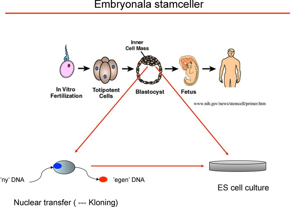 htm ny DNA Nuclear transfer (