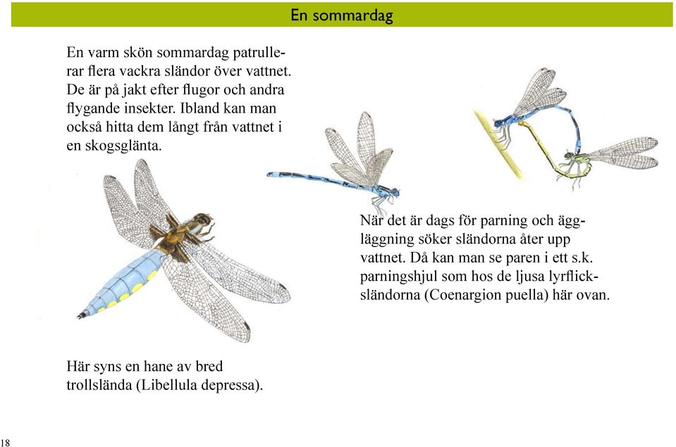 Ibland kan man också hitta dem långt från vattnet i en skogsglänta.