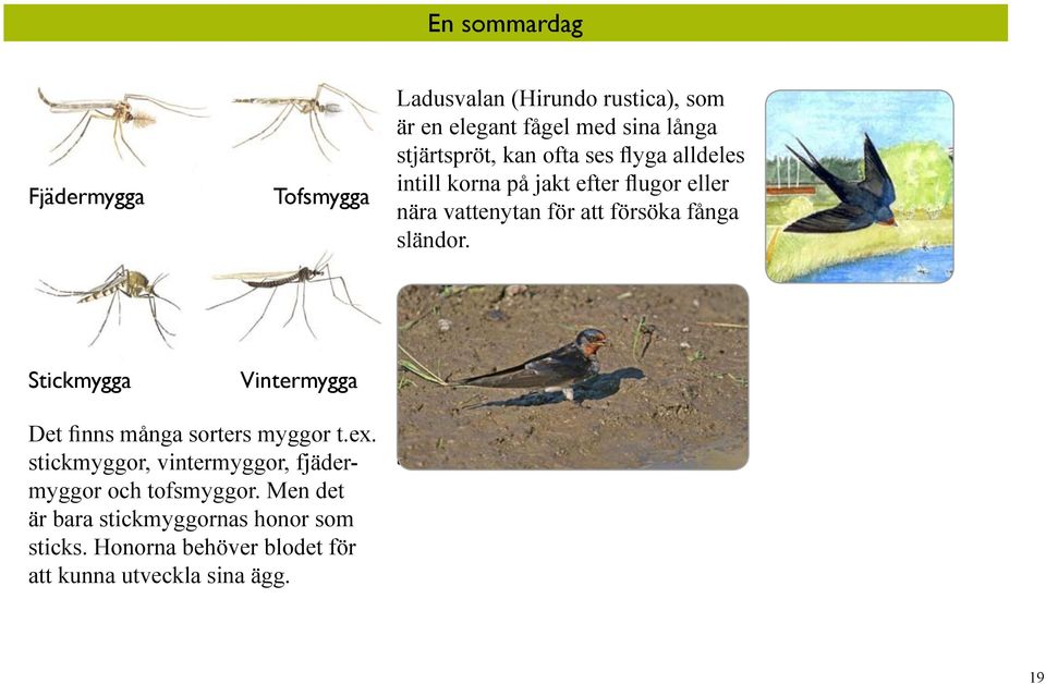 Stickmygga Vintermygga Det finns många sorters myggor t.ex. stickmyggor, vintermyggor, fjädermyggor och tofsmyggor.