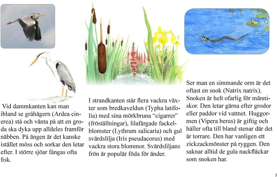 I strandkanten står flera vackra växter som bredkaveldun (Typha latifolia) med sina mörkbruna cigarrer (fröställningar), lilafärgade fackelblomster (Lythrum salicaria) och gul svärdslilja (Iris