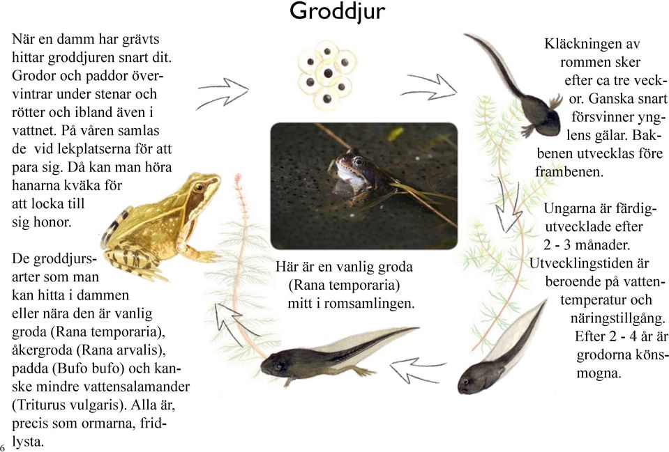 De groddjursarter som man kan hitta i dammen eller nära den är vanlig groda (Rana temporaria), åkergroda (Rana arvalis), padda (Bufo bufo) och kanske mindre vattensalamander (Triturus vulgaris).