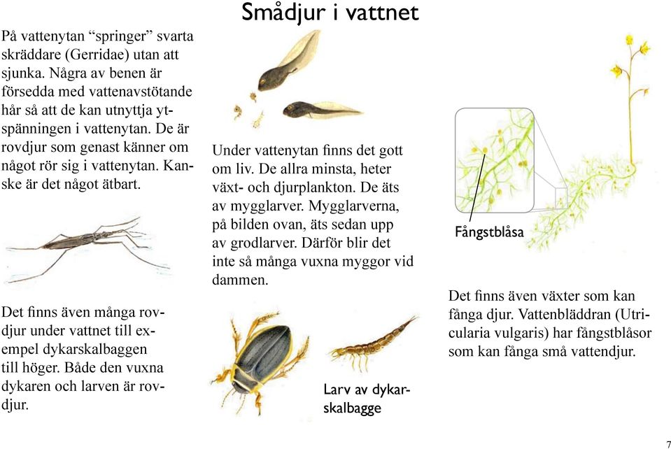 Både den vuxna dykaren och larven är rovdjur. Smådjur i vattnet Under vattenytan finns det gott om liv. De allra minsta, heter växt- och djurplankton. De äts av mygglarver.