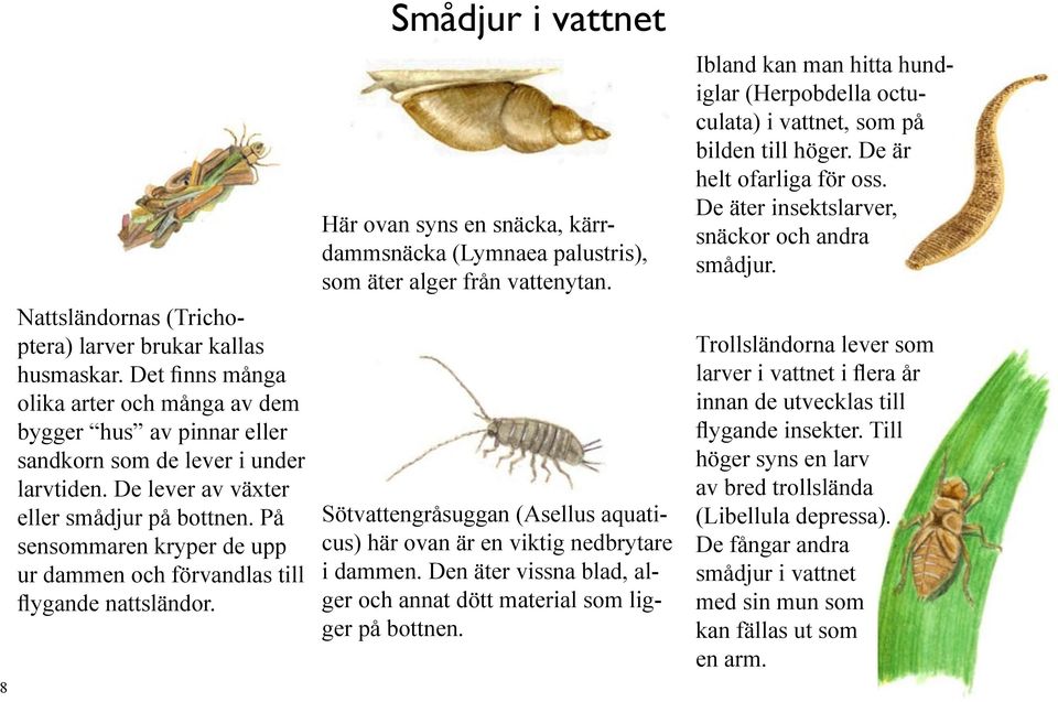 Smådjur i vattnet Här ovan syns en snäcka, kärrdammsnäcka (Lymnaea palustris), som äter alger från vattenytan. Sötvattengråsuggan (Asellus aquaticus) här ovan är en viktig nedbrytare i dammen.