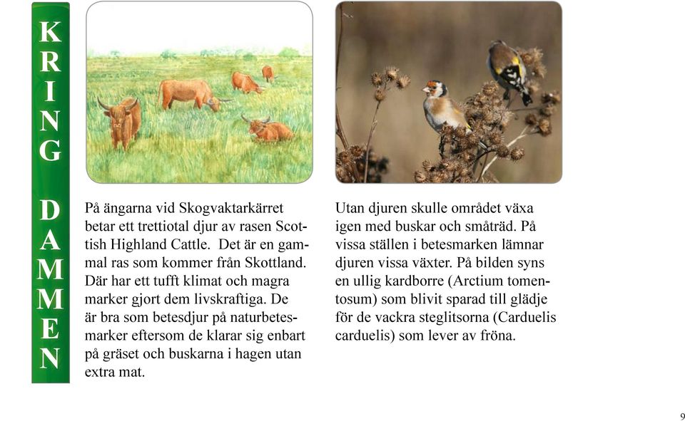 De är bra som betesdjur på naturbetesmarker eftersom de klarar sig enbart på gräset och buskarna i hagen utan extra mat.