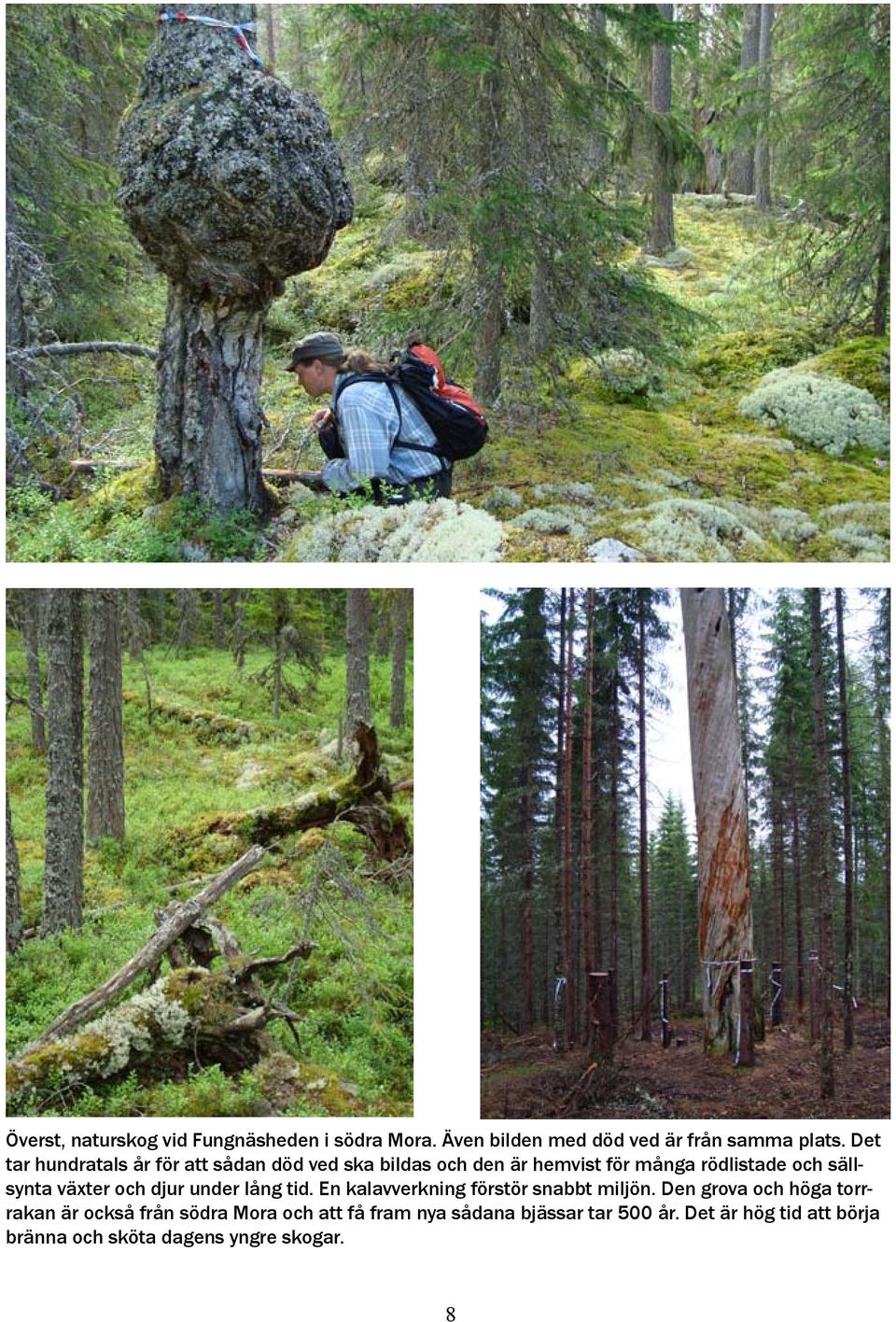 växter och djur under lång tid. En kalavverkning förstör snabbt miljön.