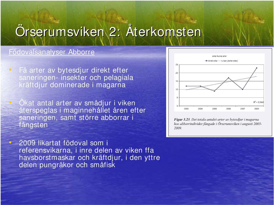 maginnehållet åren efter saneringen, samt större abborrar i fångsten 2009 likartat födoval som i