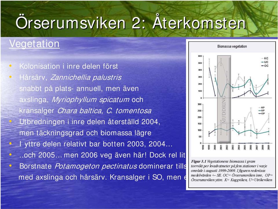 tomentosa Utbredningen i inre delen återställd 2004, men täckningsgrad och biomassa lägre I yttre delen relativt bar botten