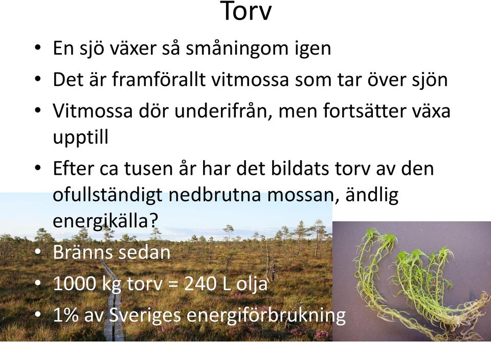 tusen år har det bildats torv av den ofullständigt nedbrutna mossan, ändlig