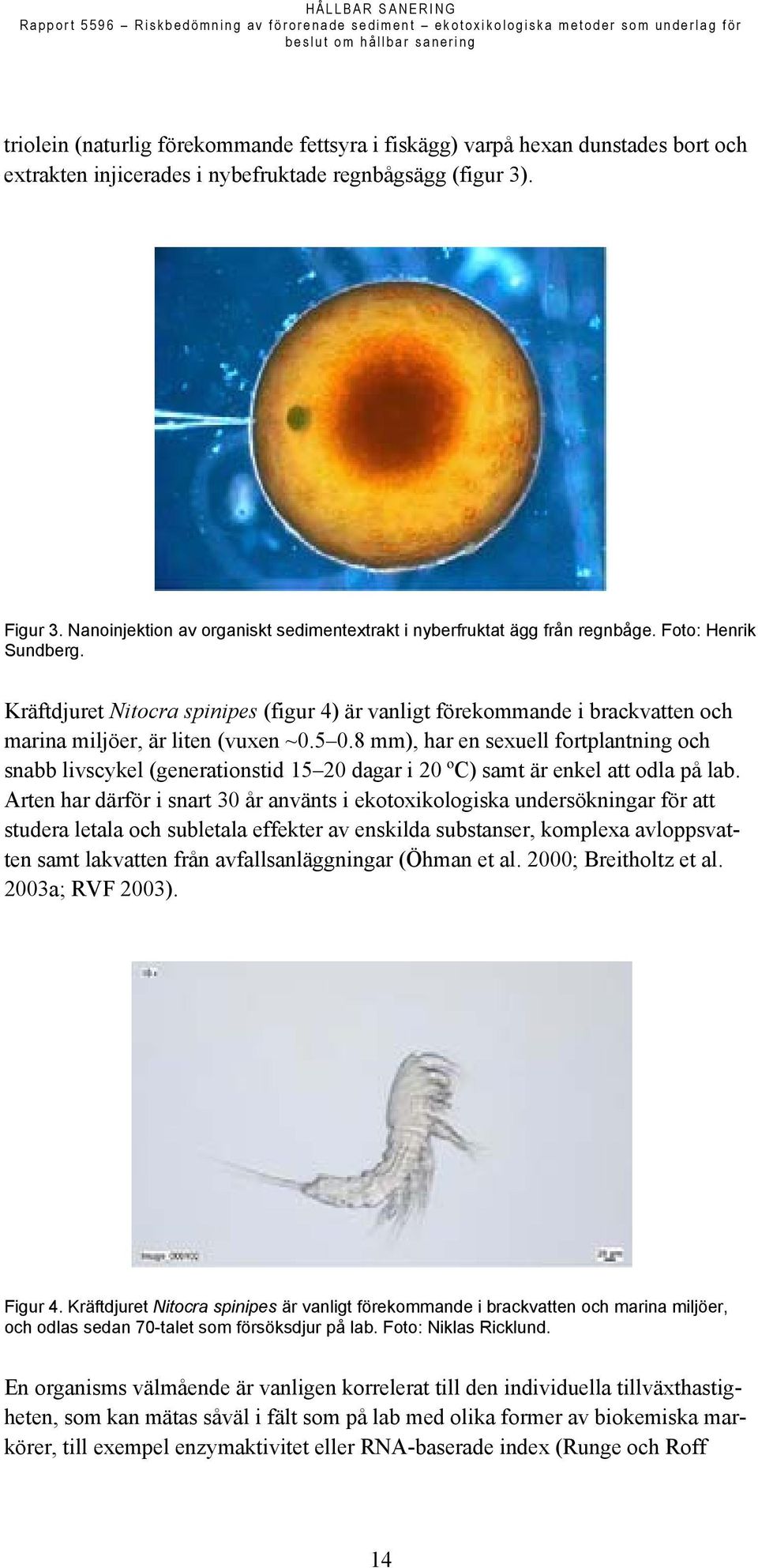 Kräftdjuret Nitocra spinipes (figur 4) är vanligt förekommande i brackvatten och marina miljöer, är liten (vuxen ~0.5 0.