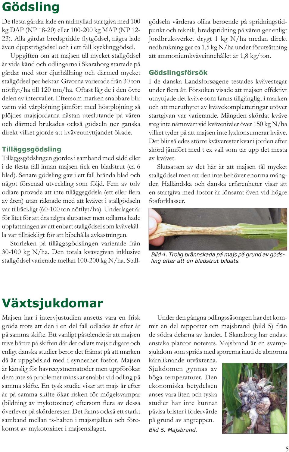 Uppgiften om att majsen tål mycket stallgödsel är vida känd och odlingarna i Skaraborg startade på gårdar med stor djurhållning och därmed mycket stallgödsel per hektar.
