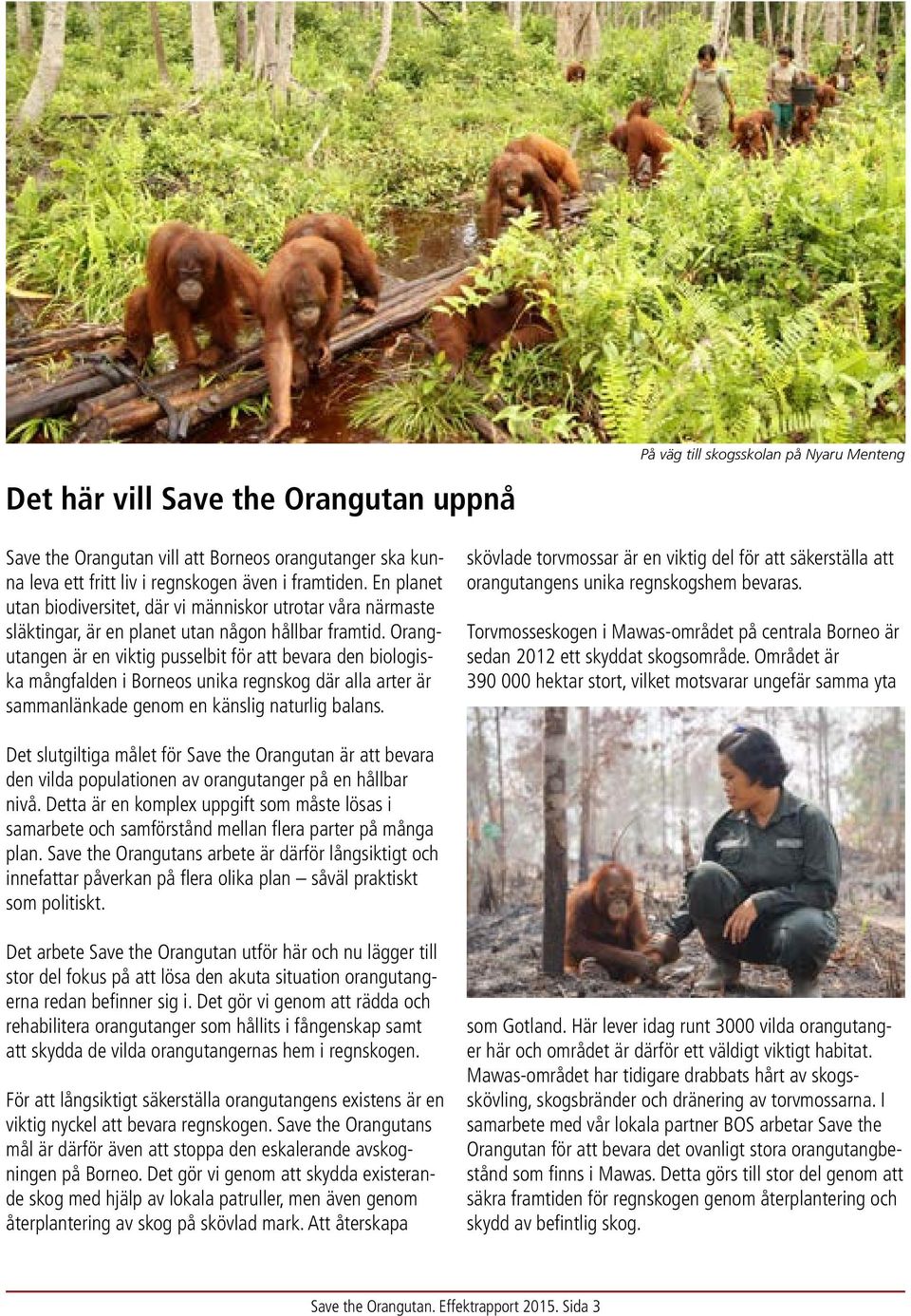 Orangutangen är en viktig pusselbit för att bevara den biologiska mångfalden i Borneos unika regnskog där alla arter är sammanlänkade genom en känslig naturlig balans.