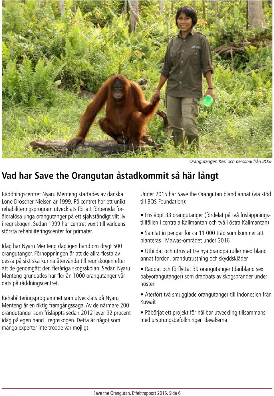 Sedan 1999 har centret vuxit till världens största rehabiliteringscenter för primater. Idag har Nyaru Menteng dagligen hand om drygt 500 orangutanger.