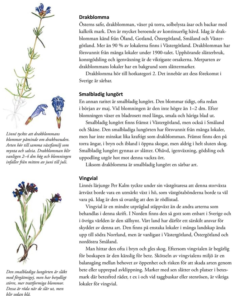 Upphörande slåtterbruk, konstgödsling och igenväxning är de viktigaste orsakerna. Merparten av drakblommans lokaler har en bakgrund som slåttermarker. Drakblomma hör till hotkategori 2.