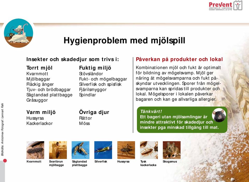 Kombinationen mjöl och fukt är optimalt för bildning av mögelsvamp. Mjöl ger näring åt mögelsvamparna och fukt påskyndar utvecklingen. Sporer från mögelsvamparna kan spridas till produkter och lokal.