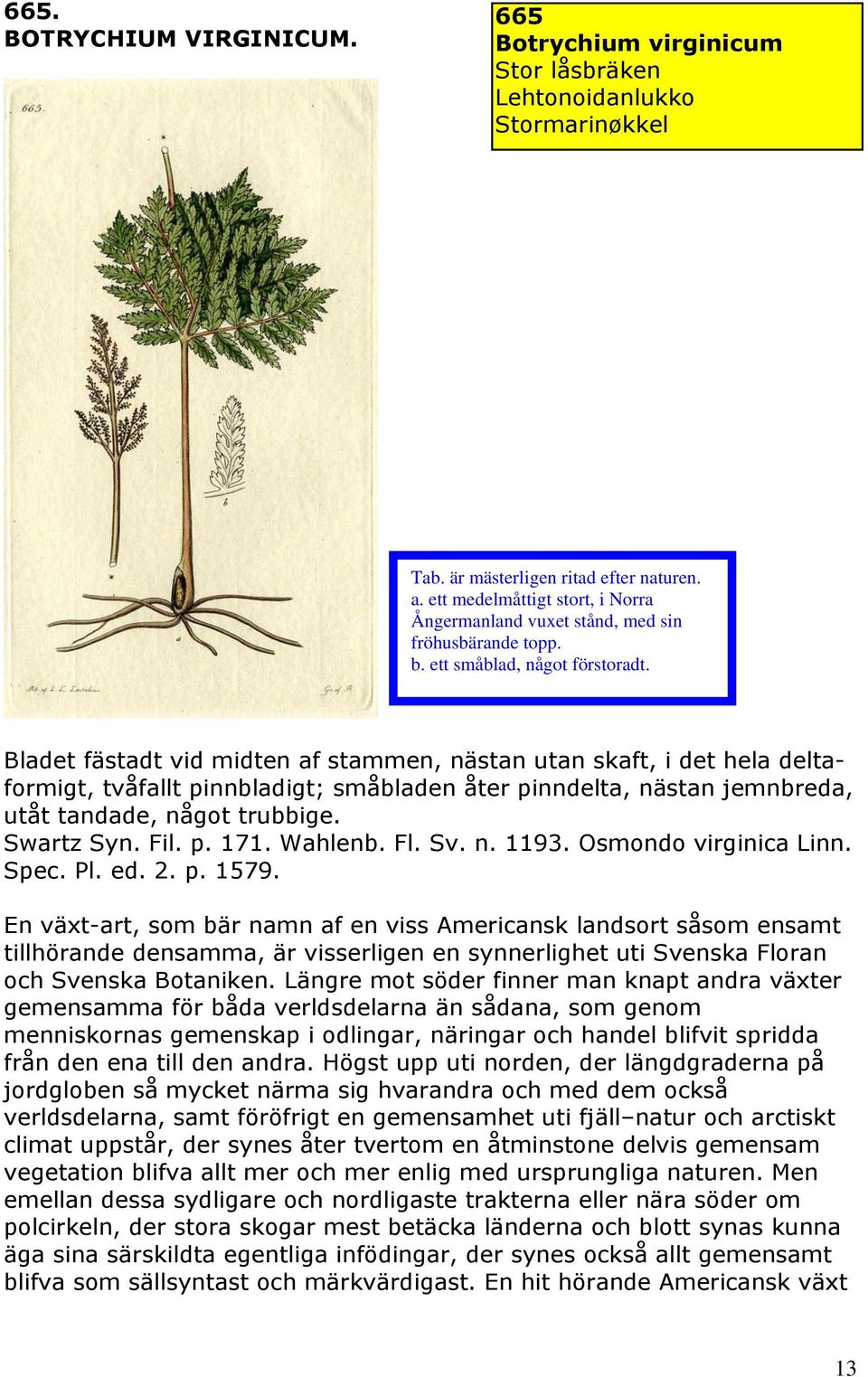 Wahlenb. Fl. Sv. n. 1193. Osmondo virginica Linn. Spec. Pl. ed. 2. p. 1579.
