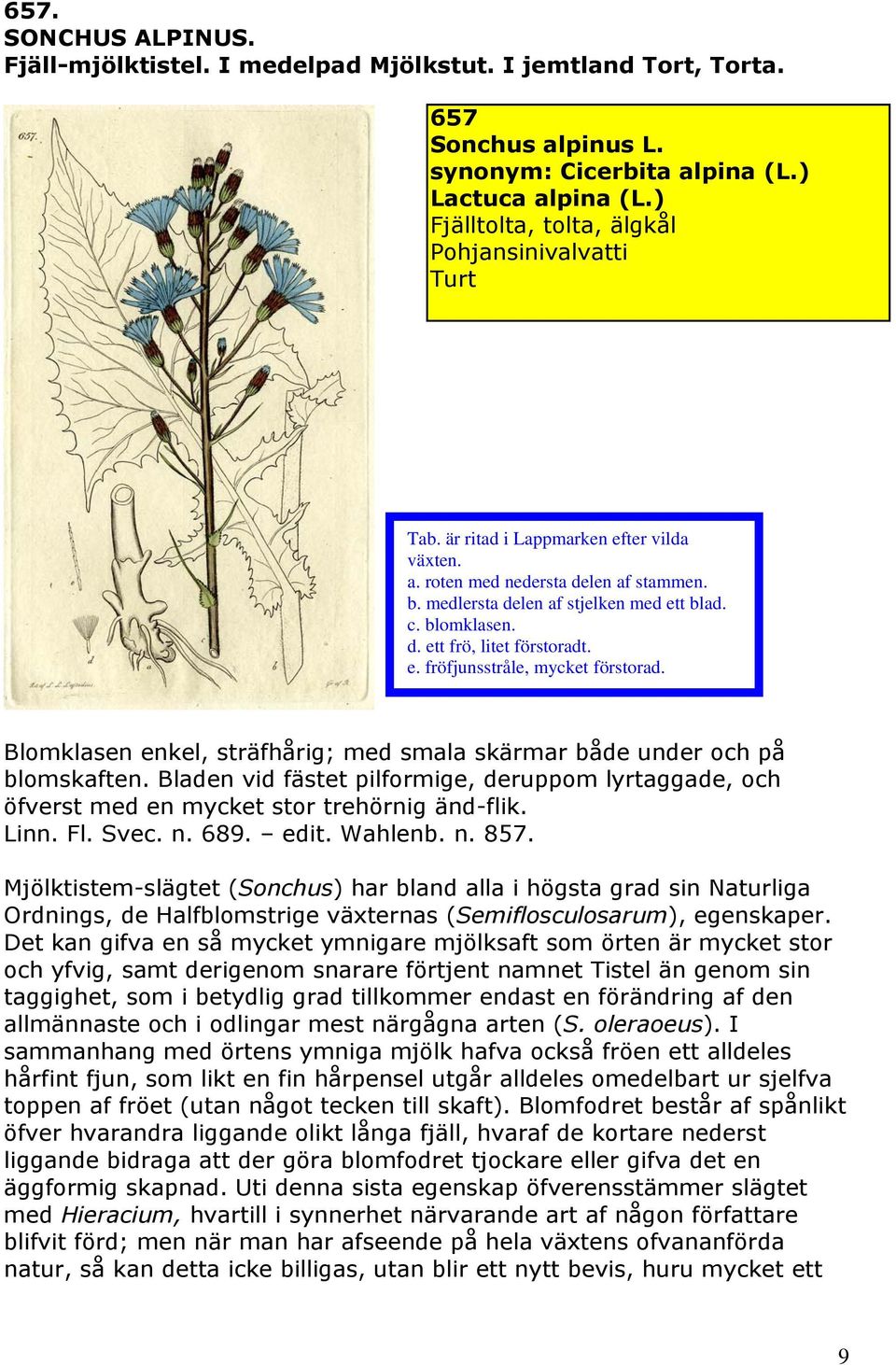 Blomklasen enkel, sträfhårig; med smala skärmar både under och på blomskaften. Bladen vid fästet pilformige, deruppom lyrtaggade, och öfverst med en mycket stor trehörnig änd-flik. Linn. Fl. Svec. n.