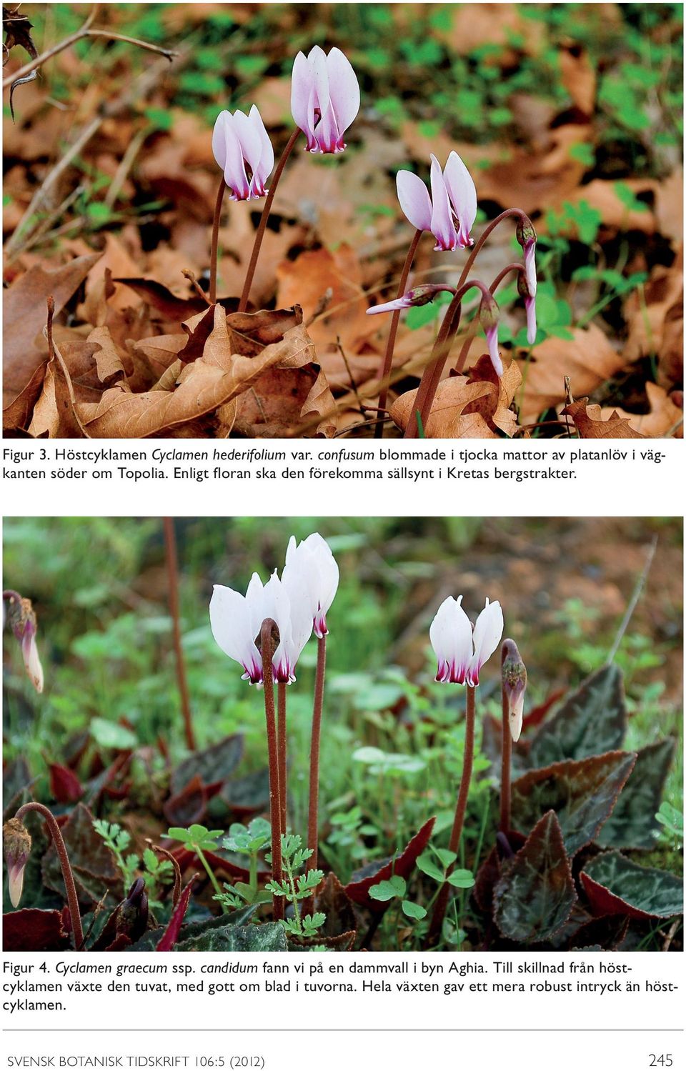 Enligt floran ska den förekomma sällsynt i Kretas bergstrakter. Figur 4. Cyclamen graecum ssp.