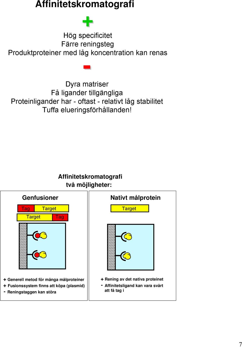 Affinitetskromatografi två möjligheter: Genfusioner Tag Target Target Tag Nativt målprotein Target + Generell metod för många