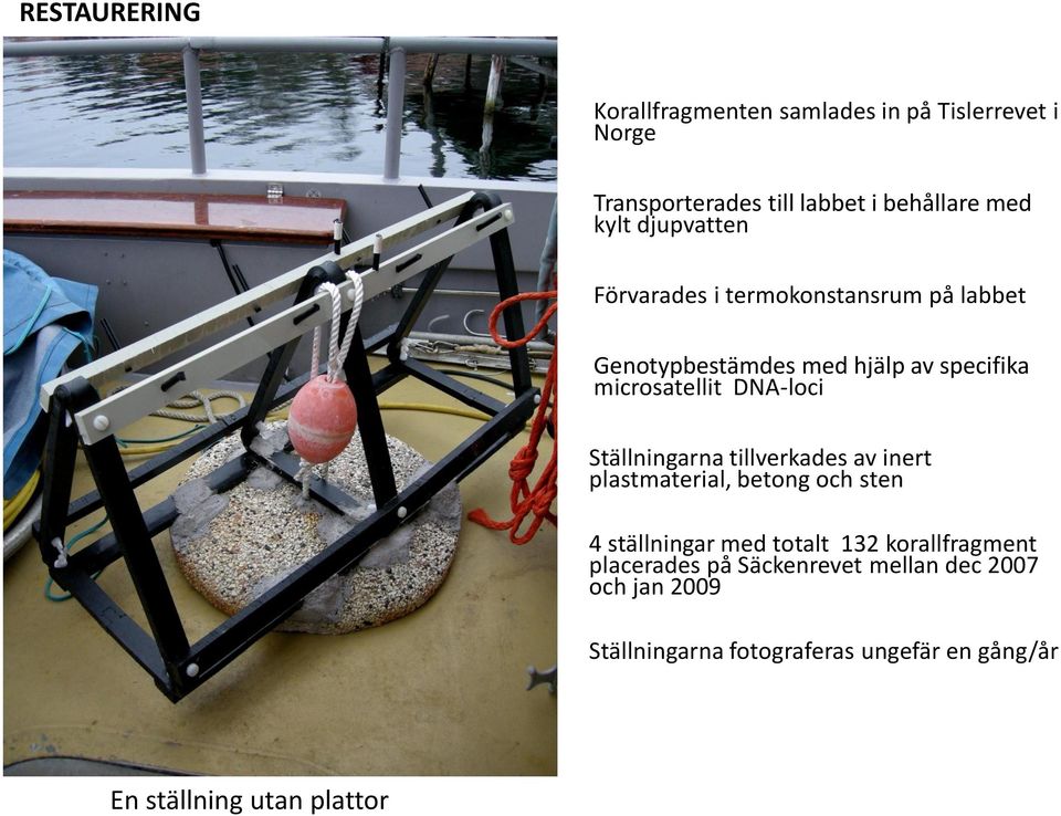 Ställningarna tillverkades av inert plastmaterial, betong och sten 4 ställningar med totalt 132 korallfragment