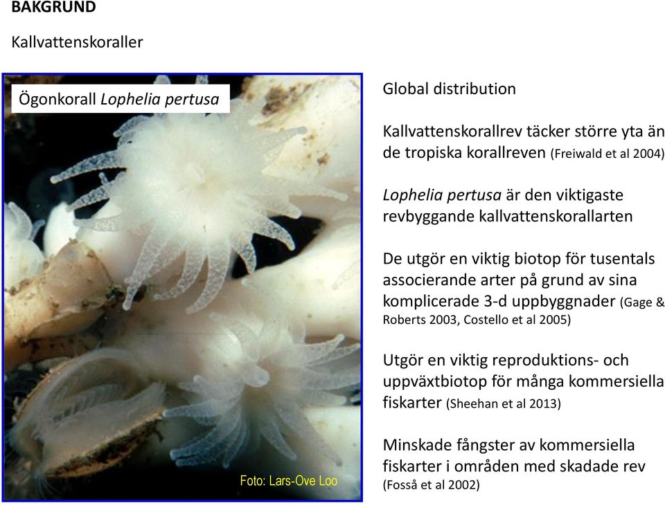 arter på grund av sina komplicerade 3-d uppbyggnader (Gage & Roberts 2003, Costello et al 2005) Utgör en viktig reproduktions- och uppväxtbiotop för