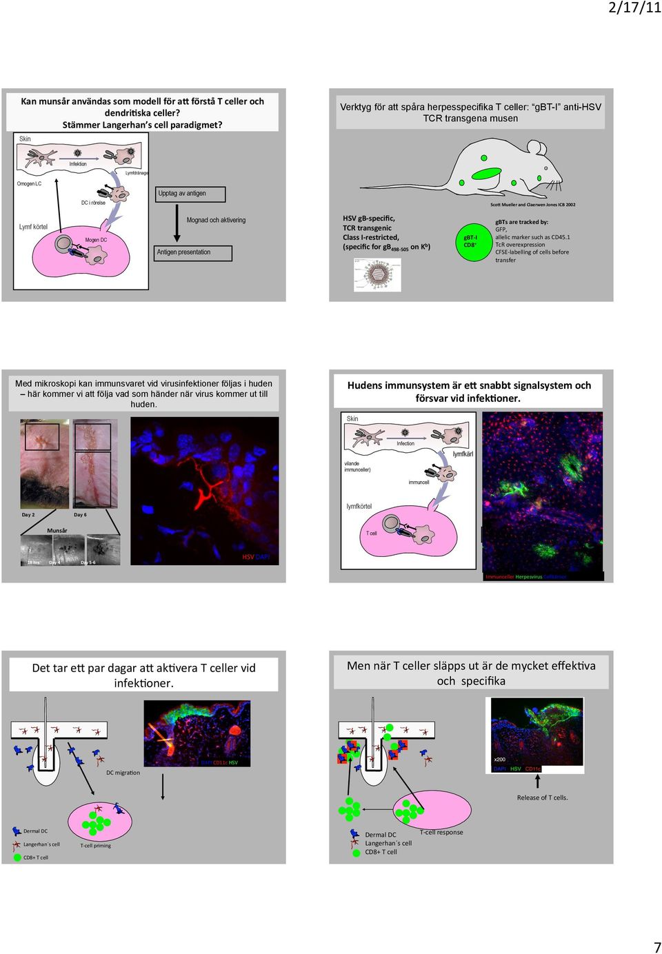 Mueller and Claerwen Jones ICB 2002 Mognad och aktivering Lymf körtel Mogen DC Antigen presentation Med mikroskopi kan immunsvaret vid virusinfektioner följas i huden här kommer vi att följa vad som