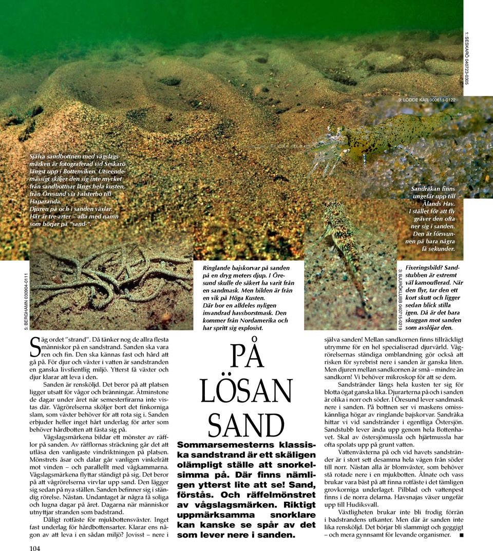 Här är tre arter alla med namn som börjar på sand-. Sandräkan finns ungefär upp till Ålands Hav. I stället för att fly gräver den ofta ner sig i sanden. Den är försvunnen på bara några få sekunder.