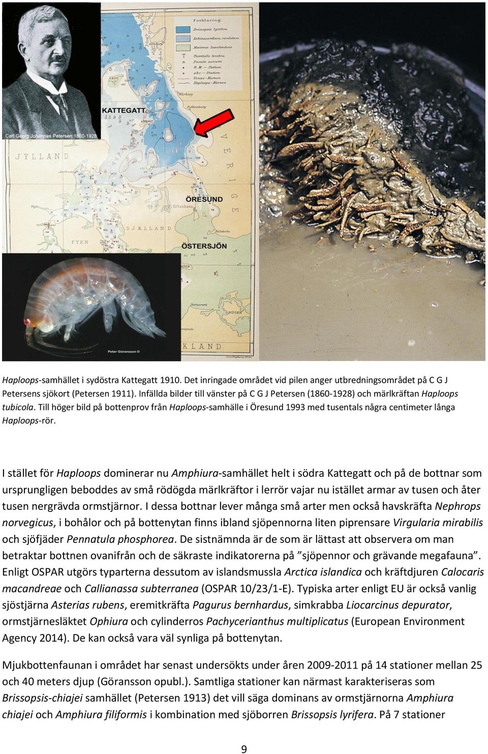 Till höger bild på bottenprov från Haploops-samhälle i Öresund 1993 med tusentals några centimeter långa Haploops-rör.