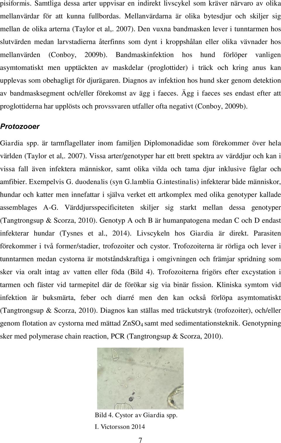 Den vuxna bandmasken lever i tunntarmen hos slutvärden medan larvstadierna återfinns som dynt i kroppshålan eller olika vävnader hos mellanvärden (Conboy, 2009b).