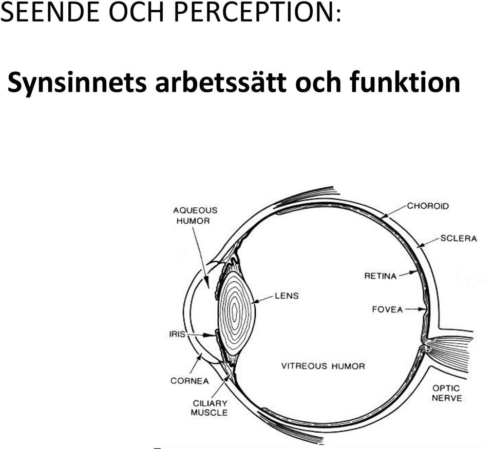 Synsinnets