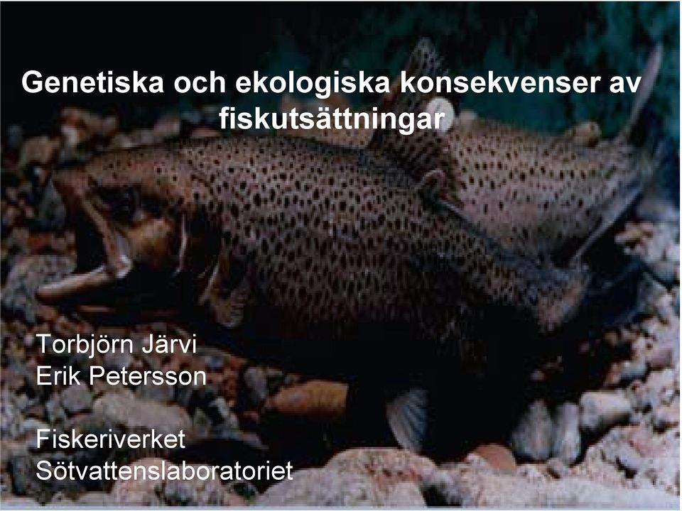 fiskutsättningar Torbjörn