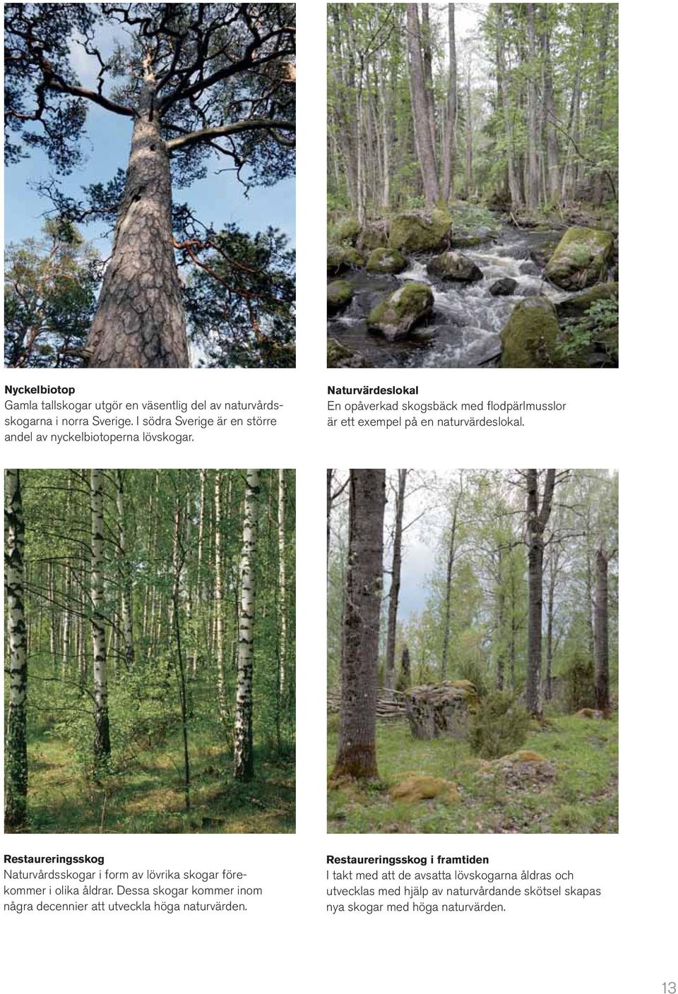 Naturvärdeslokal En opåverkad skogsbäck med flodpärlmusslor är ett exempel på en naturvärdeslokal.