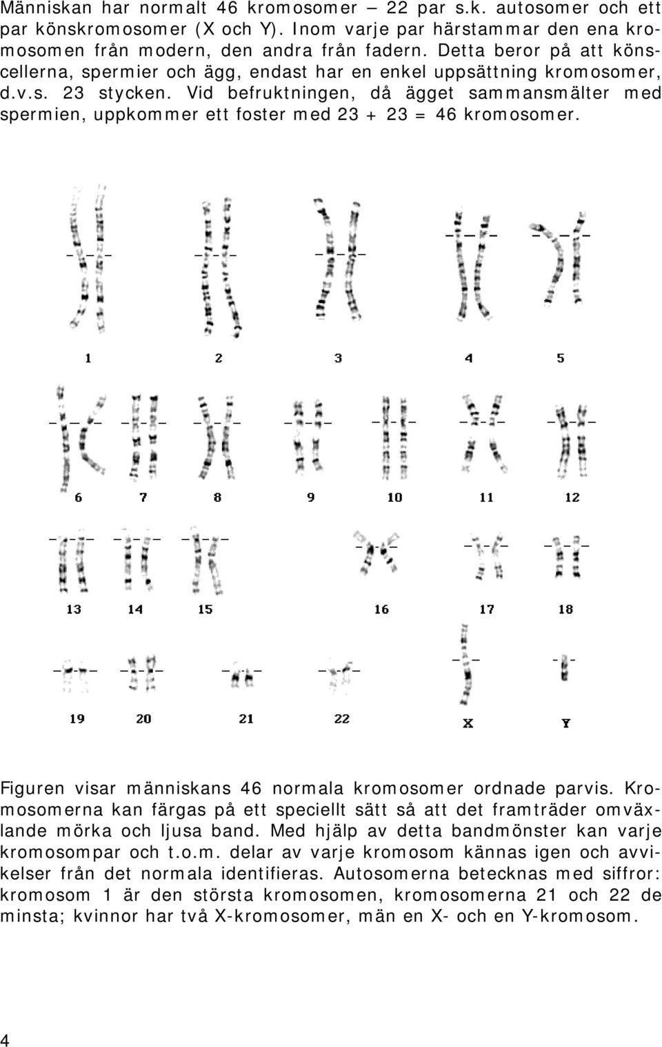 Vid befruktningen, då ägget sammansmälter med spermien, uppkommer ett foster med 3 + 3 = 6 kromosomer. Figuren visar människans 6 normala kromosomer ordnade parvis.