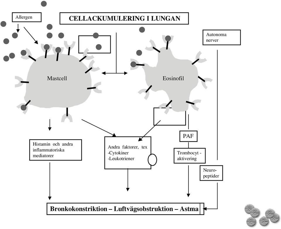 faktorer, tex -Cytokiner -Leukotriener PAF Trombocyt -