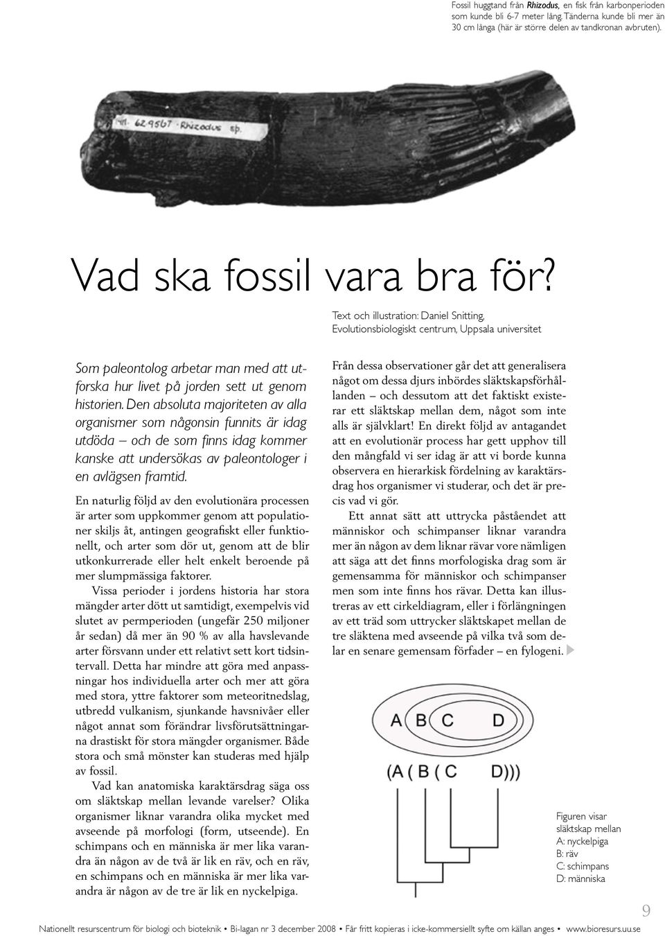 Text och illustration: Daniel Snitting, Evolutionsbiologiskt centrum, Uppsala universitet Som paleontolog arbetar man med att utforska hur livet på jorden sett ut genom historien.