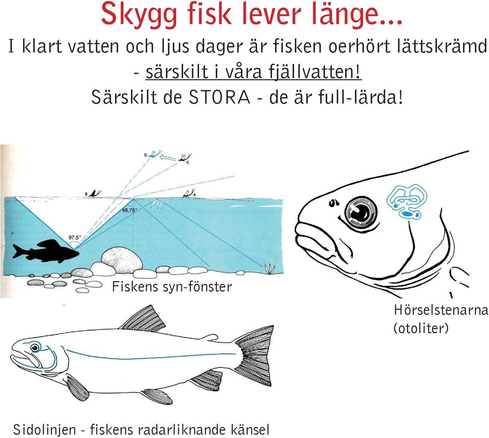 lättskrämd - särskilt i våra fjällvatten!