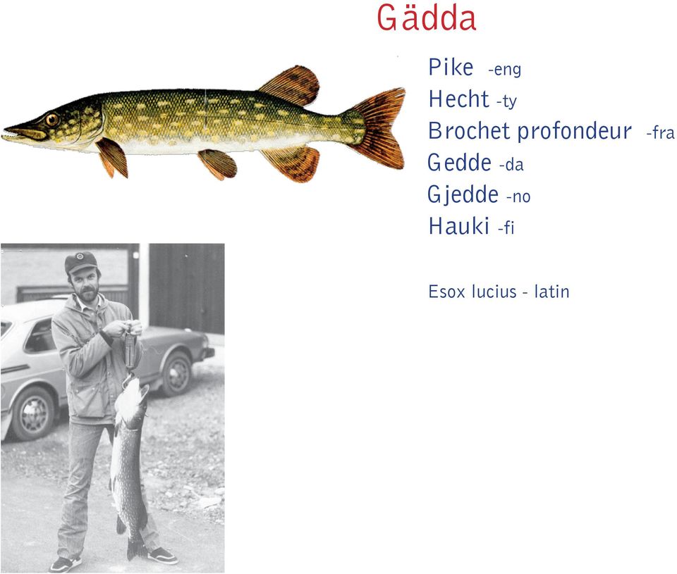 -fra Gedde -da Gjedde