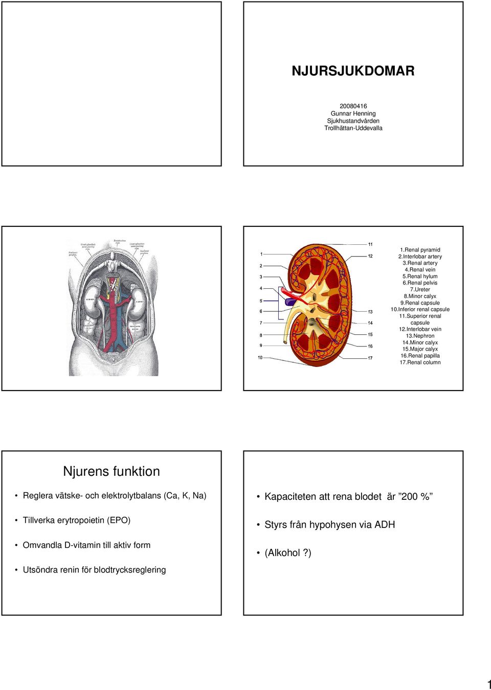 Minor calyx 15.Major calyx 16.Renal papilla 17.