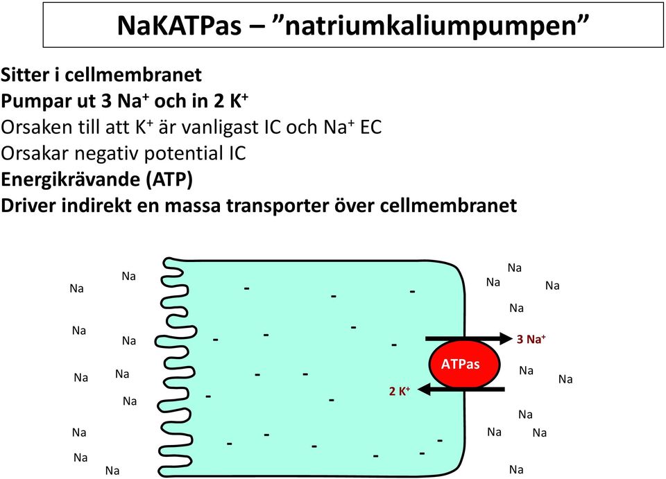 Orsakar negativ potential IC Energikrävande (ATP) Driver