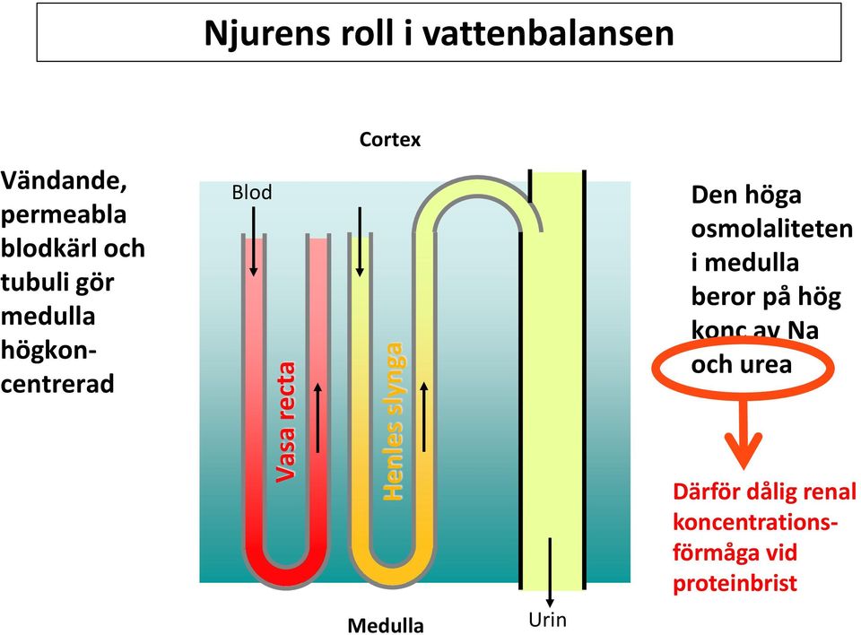 slynga Den höga osmolaliteten i medulla beror på hög konc av och