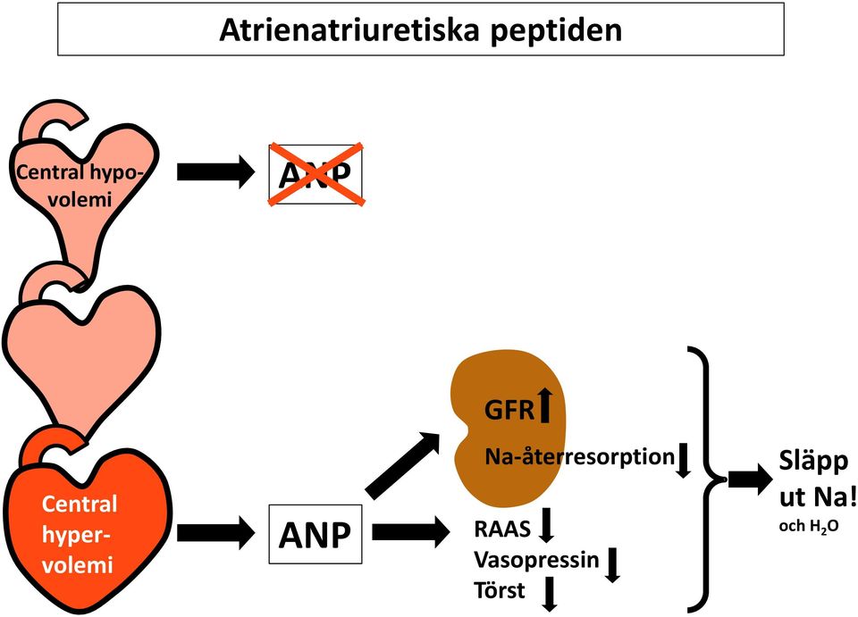 Central hypervolemi ANP