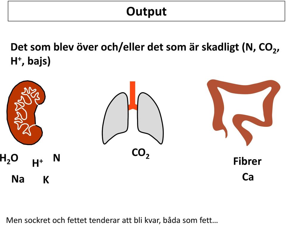 O H + K N CO 2 Fibrer Ca Men sockret och