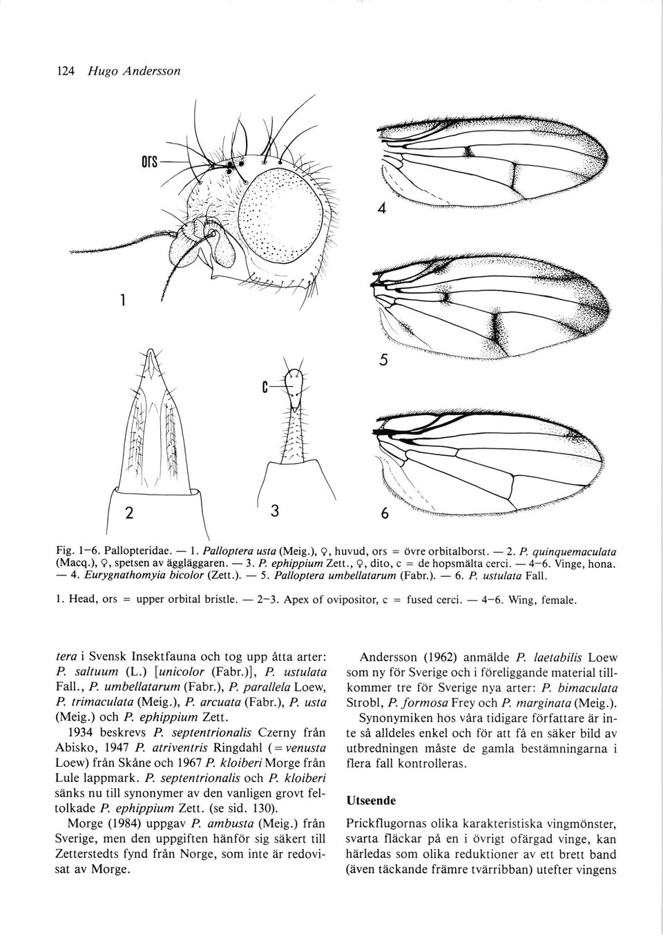 , L dito, c = de hopsmiilta cerci. 4. Eurygnathomyia bicolor(zett.). 5. Palloptera umbellatorum (Fabr.). 6.