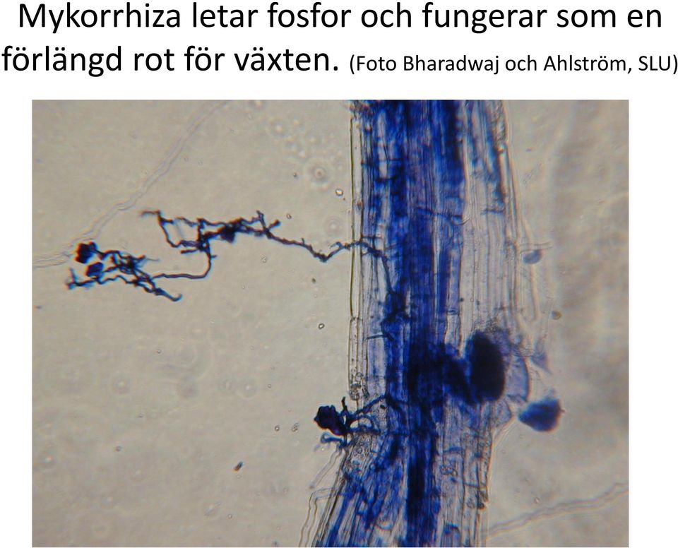 förlängd rot för växten.