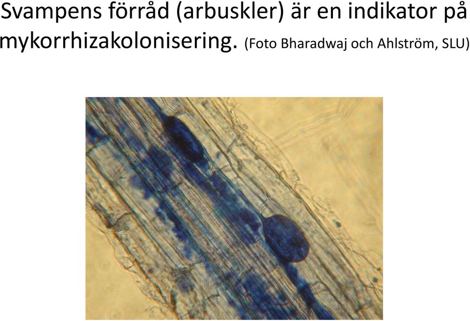 indikator på