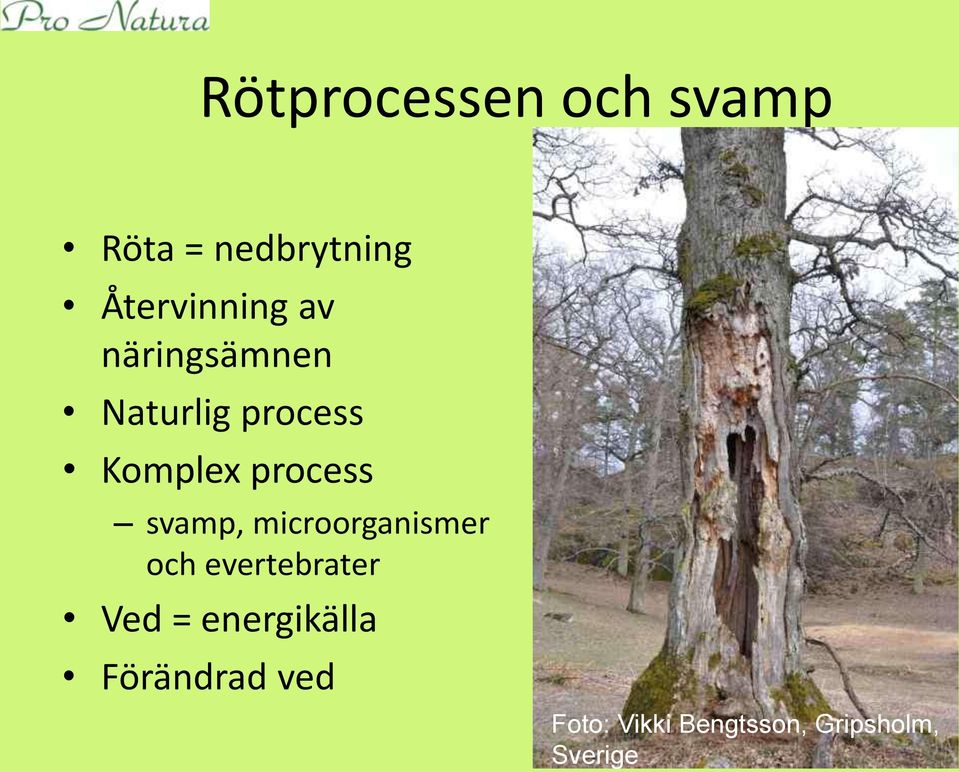 svamp, microorganismer och evertebrater Ved =