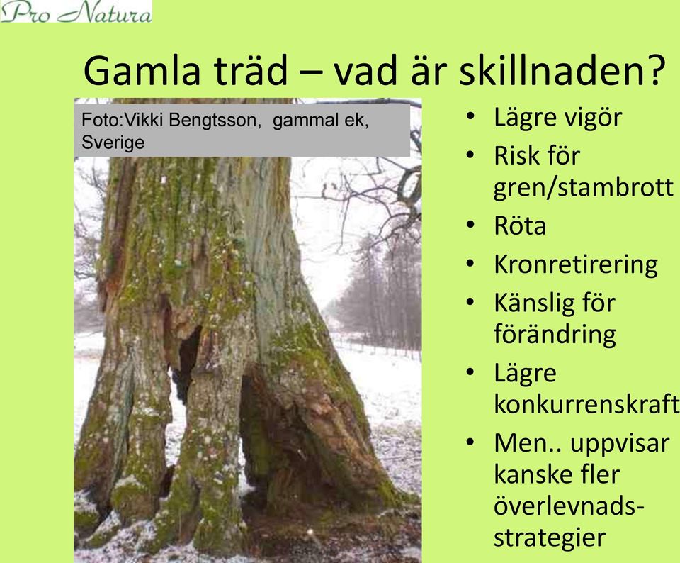 Risk för gren/stambrott Röta Kronretirering Känslig