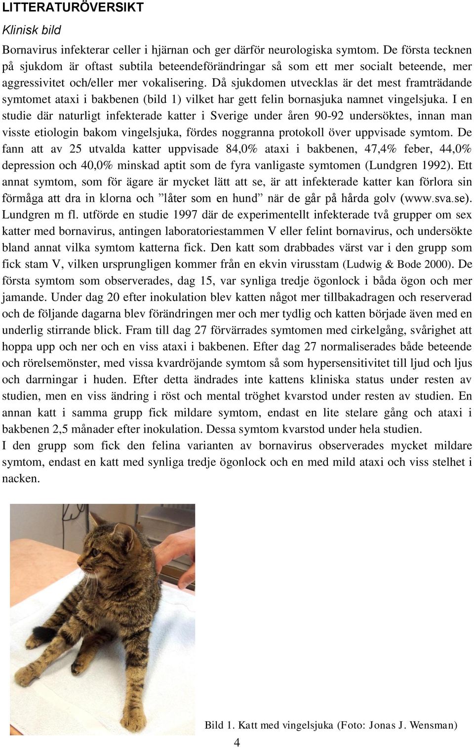 Då sjukdomen utvecklas är det mest framträdande symtomet ataxi i bakbenen (bild 1) vilket har gett felin bornasjuka namnet vingelsjuka.