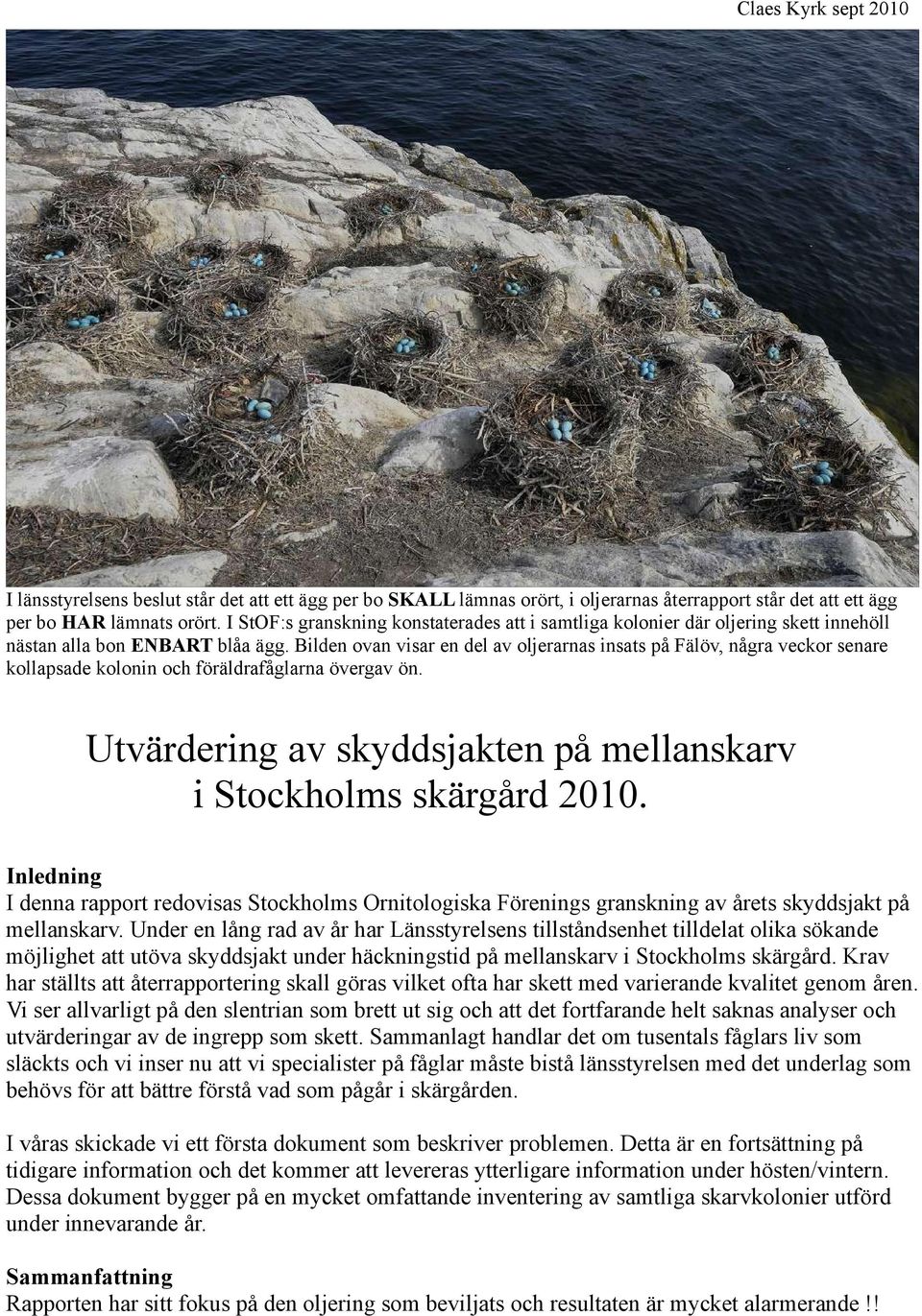Bilden ovan visar en del av oljerarnas insats på Fälöv, några veckor senare kollapsade kolonin och föräldrafåglarna övergav ön. Utvärdering av skyddsjakten på mellanskarv i Stockholms skärgård 21.