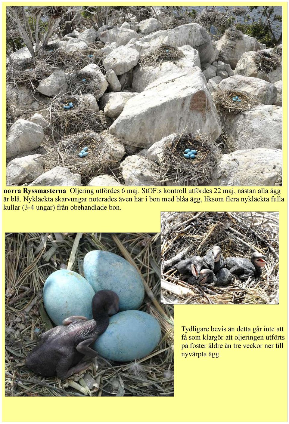 Nykläckta skarvungar noterades även här i bon med blåa ägg, liksom flera nykläckta fulla