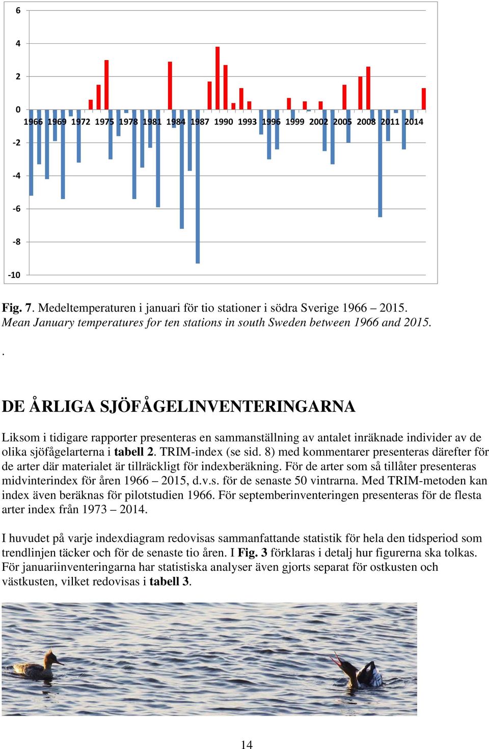 . DE ÅRLIGA SJÖFÅGELINVENTERINGARNA Liksom i tidigare rapporter presenteras en sammanställning av antalet inräknade individer av de olika sjöfågelarterna i tabell 2. TRIM-index (se sid.